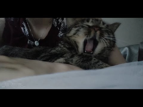 MIAOW ASMR😁Play with my cat,口腔音Intense mouth sounds嘴声，和我的猫玩耍