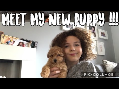 ASMR | MEET MY NEW PUPPY !!!
