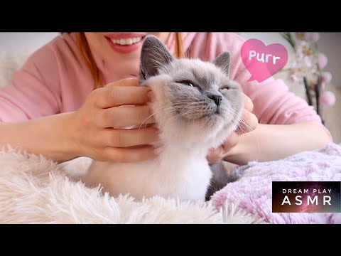 ★ASMR★ Entspannung mit Kitten Massage + Schnurren | Dream Play ASMR