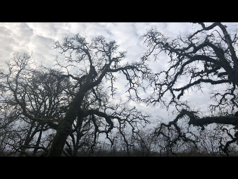 ASMR- In Nature, Water Sounds, Leaves Crunching, Nature Sounds