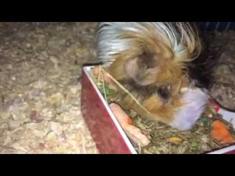 close up guinea pig eating his food