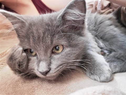 ASMR | Kitty Petting, Purring Cuteness