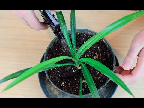Spritzing Plants and Chatting | ASMR