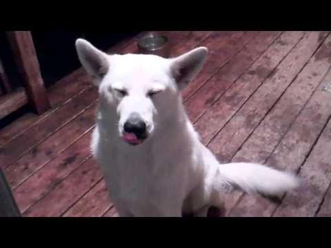 Animal Sounds: White German Shepherd Dog