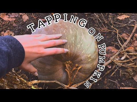 ASMR tapping on  Pumpkin & Scratching/Fast Tapping/No Talking