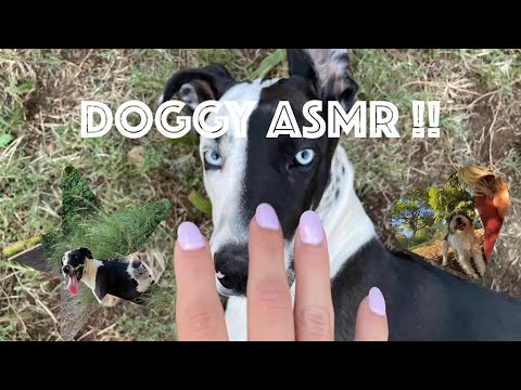 ASMR: Dog Tapping and Scratching 🐾