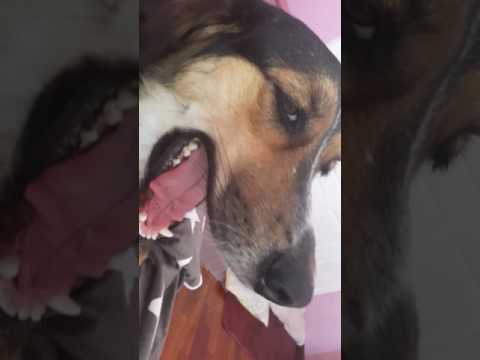 Video 9. Asmr Brushing my dog