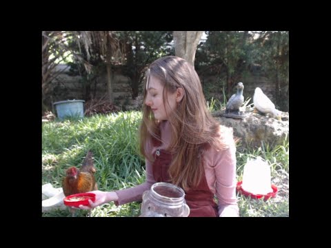 ASMR Outdoors w/ Ducks & Chickens
