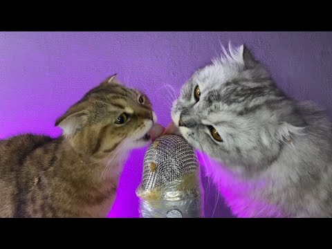 ASMR Cats Eating Licking😻👅 Кошачий АСМР Ликинг итинг