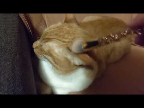 ASMR For Nico ~ Pampering my cat