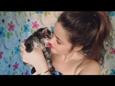 АСМР С Милым Котёнком❤️ Ласковое Мурчание И Тихий Шёпот ASMR Асмр with cat