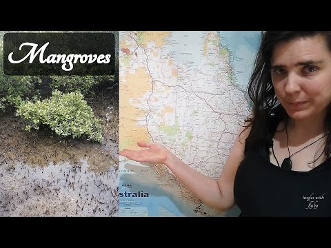 🌏 ASMR Australian Map Video 🌏 (Mangroves/Salt marshes)  ☀365 Days of ASMR☀