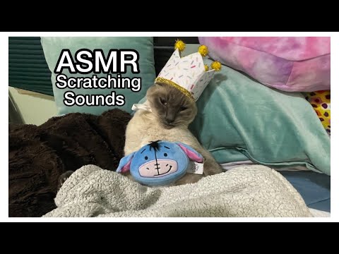 ASMR Scratching Soft Whisper  With Mister (My CAT)  [ 1080p 60 FPS]
