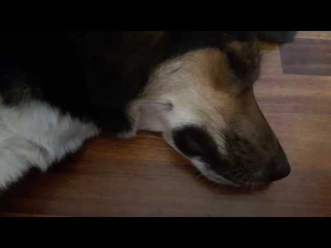 Video 7. Asmr dog massage
