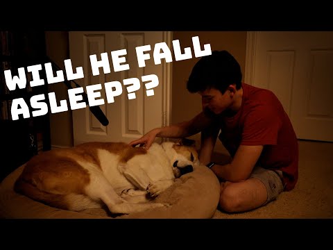 Making my dog fall asleep with ASMR