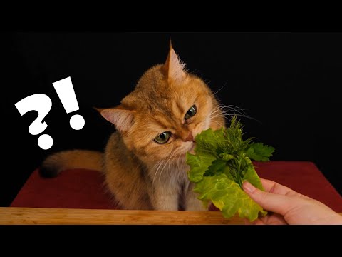 АСМР Котэ Дегустатор 2.0 😻🧀🍗 ASMR Cat Reviewing Different Food 2.0 🐾🐈🍉