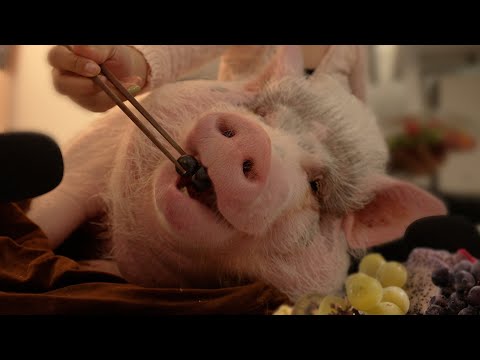 ASMR 누워서 먹기만 하는 왕큰 미니피그의 먹방  🐽 이팅사운드 ㅣ 얼린과일, 고구마 MUKBANG MINIPIG