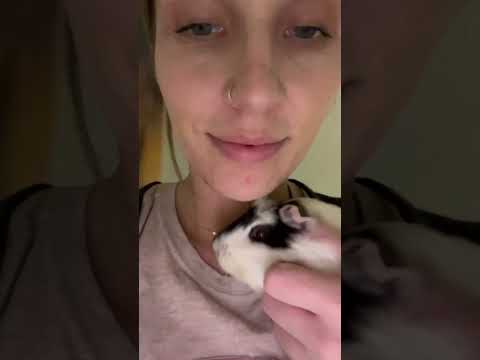 A MUCH Needed Guinea Pig Cage Cleaning ASMR