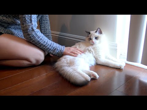 [ASMR] Cat Purring Sounds ft. Leon