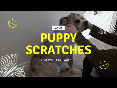 ASMR puppy scratches