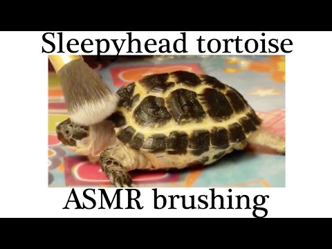 Brushing my baby sleepyhead tortoise