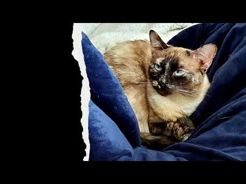 ASMR | Happy Kitty Cat Purrs (No Talking)
