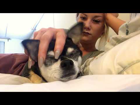 ASMR Pup Head Massage