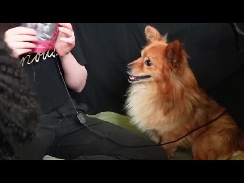 ASMR with our new dog! Snacks and scratches [Charity vid]