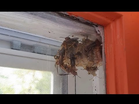 30 Minutes of Paper Wasps (Up Close & Personal)