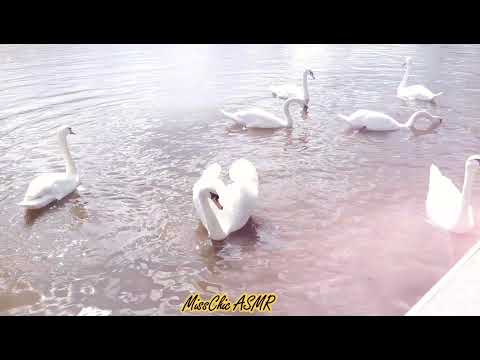 ASMR: Swan Lake 🦢 [Lofi, Nature Sounds]