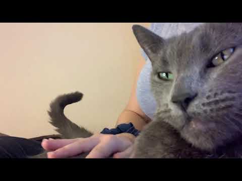 CAT ASMR || Petting, purring and cat scratching mic ||