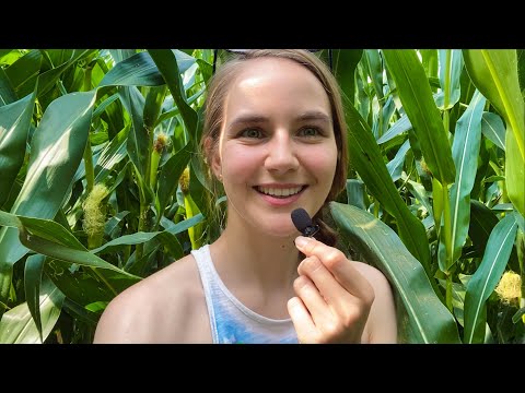 ASMR in A Corn Field
