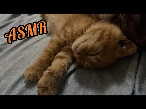 асмр мой котёнок мурчит для вас на протяжении 1 минуты 🐾 asmr cat