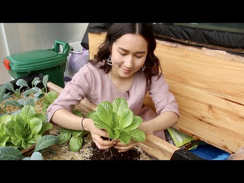 My Last Balcony Vegetable Garden Vlog 🧡 Soft Spoken ASMR