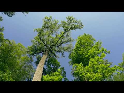 Peace of Mind: Woodland Scenes & Sounds (Green Trees, Birds, Wind, Flowing Water)