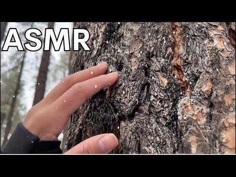 ASMR Around The Woods ❄️ [trees, rocks, camera tapping]