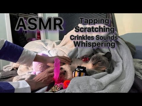 ASMR Tapping Scratching Whispering 💗Siamese Cat Blue Point (Crinkles and Whispers) 💗