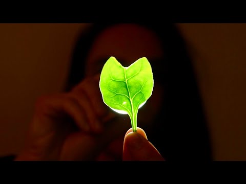 [ASMR] 🌱 Fruits & Vegetables with Light Triggers  🔦  (LAYERED SOUNDS)