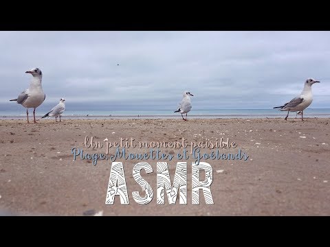 ASMR Français ~ Un petit moment paisible ( Plage, mouettes & goélands)