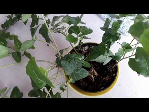 banana water fertilizer 🍌 | plant growth (ASMR)