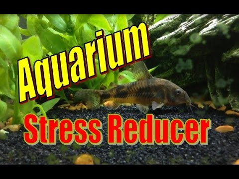 Aquariums Reduce Stress - ASMR