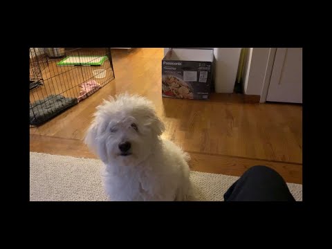 【ASMR-Shroom】小狗Randy跟媽媽的一天-  中文ASMR