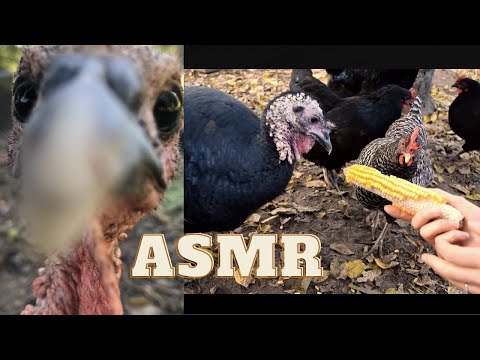 ASMR | Turkey Eats Corn, Steals My Headphones