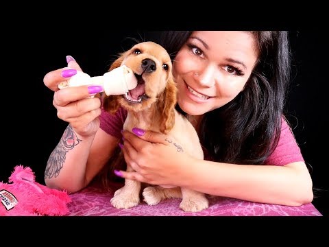 ASMR Dog Chewing Bone 🐶❤️ My Puppy Update 🐶❤️