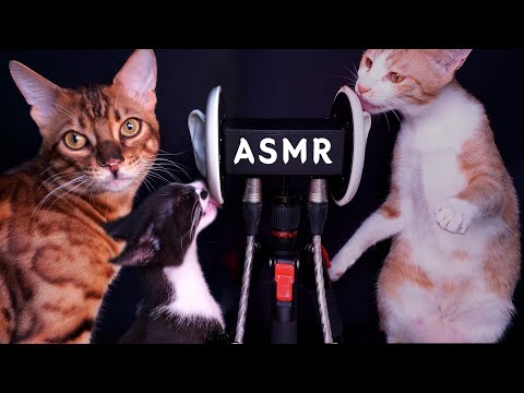 ASMR 하는 고양이들![CATS ASMR] asmr suna