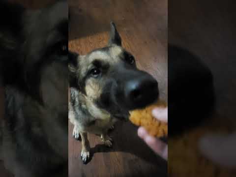 ASMR dog eats chicken tender