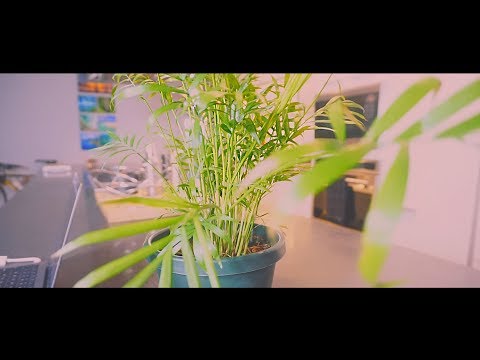 ASMR touching one of my plants (surprisingly RELAXING)