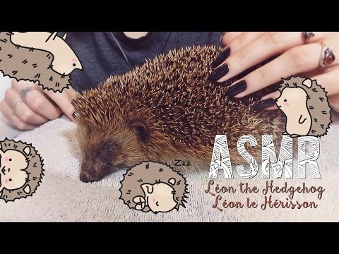 ASMR Français ~ Instagram + Whispering : Léon the Hedgehog / Léon le Hérisson