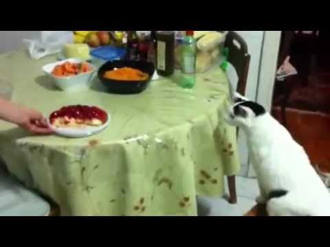 Brie - gato com medo da torta de morango