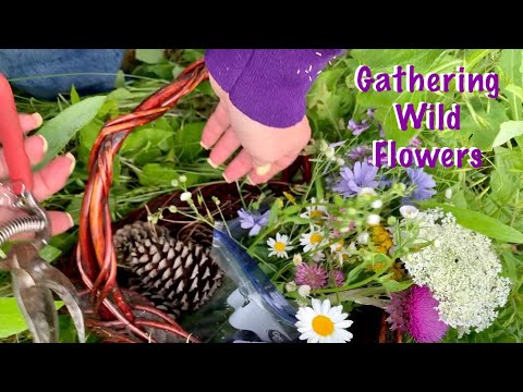 ASMR Gathering flowers (No talking) Nature walk in fields and at farmlands